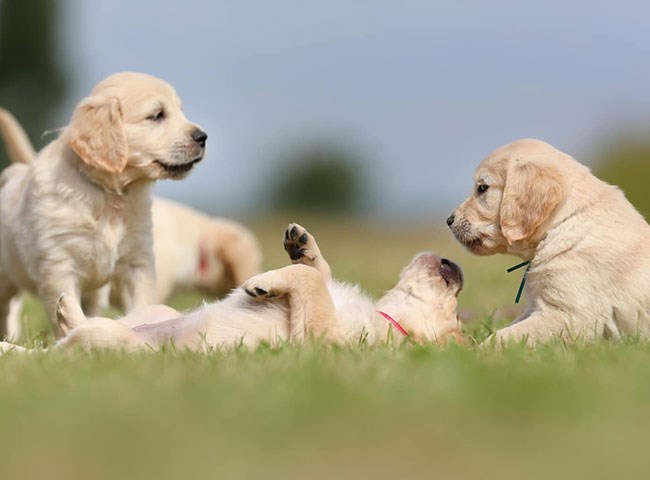 Looking For A Puppy School