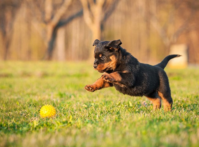 What is puppy school?