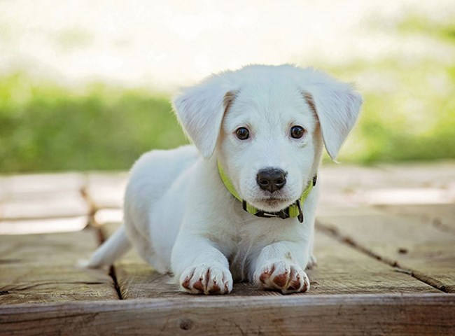 When should puppies go to puppy school?