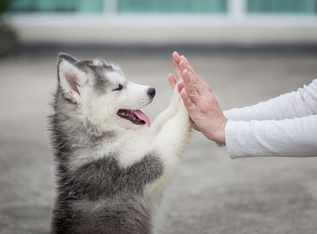 What do we learn at puppy school?