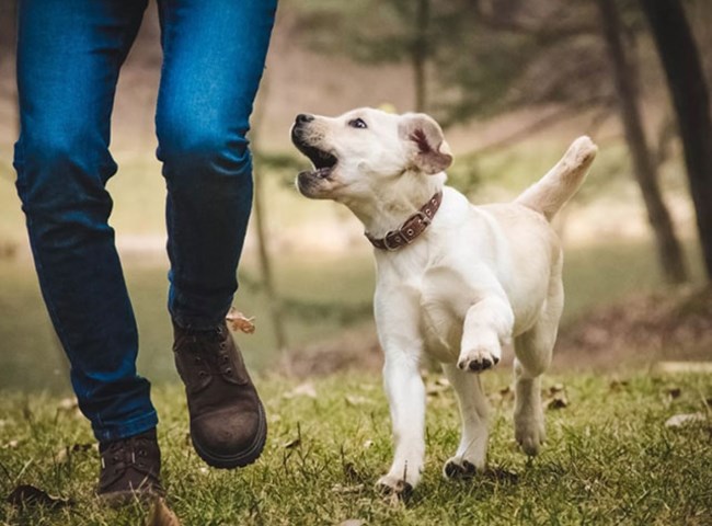 Why should my puppy attend puppy school?